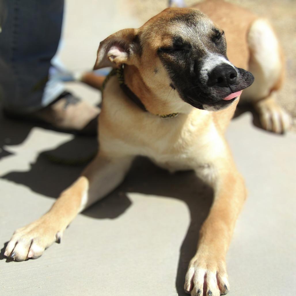 Dexter, a Adoptable mixed breed in Albuquerque, NM image 3/6