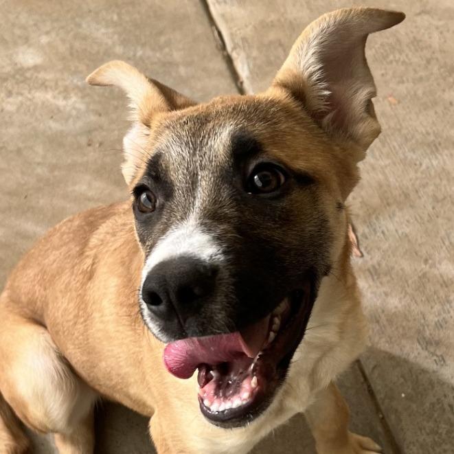 Dexter, a Adoptable mixed breed in Albuquerque, NM image 5/6