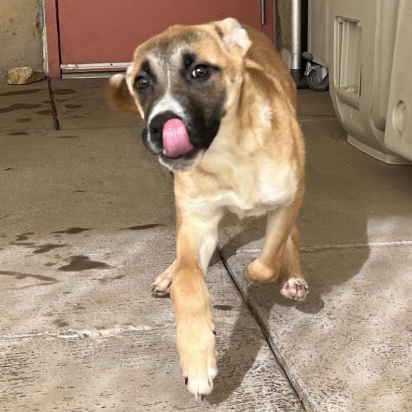 Dexter, a Adoptable mixed breed in Albuquerque, NM image 6/6