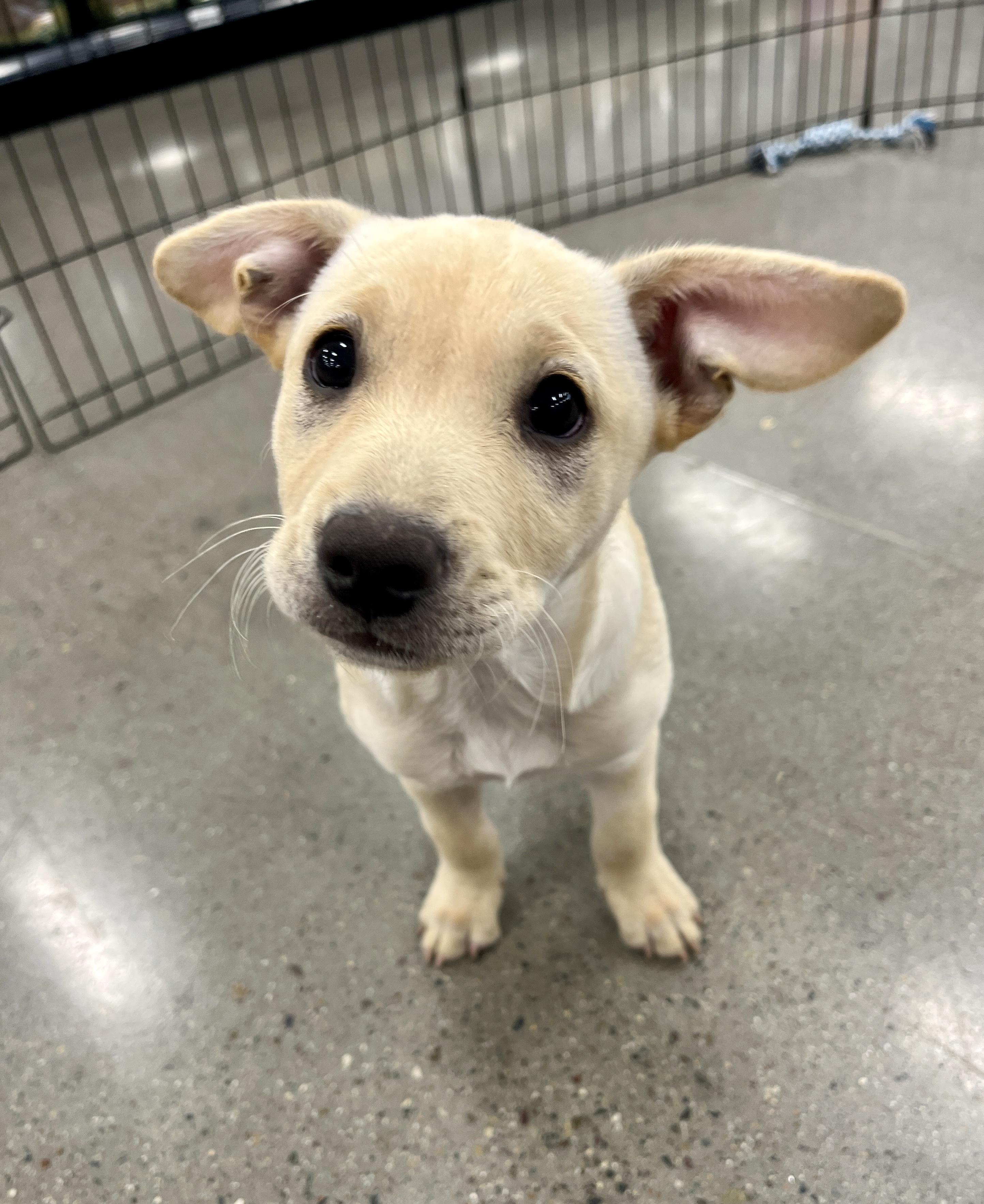 Enlarge Kylie, a Adoptable mixed breed in El Cajon, CA image 2/4
