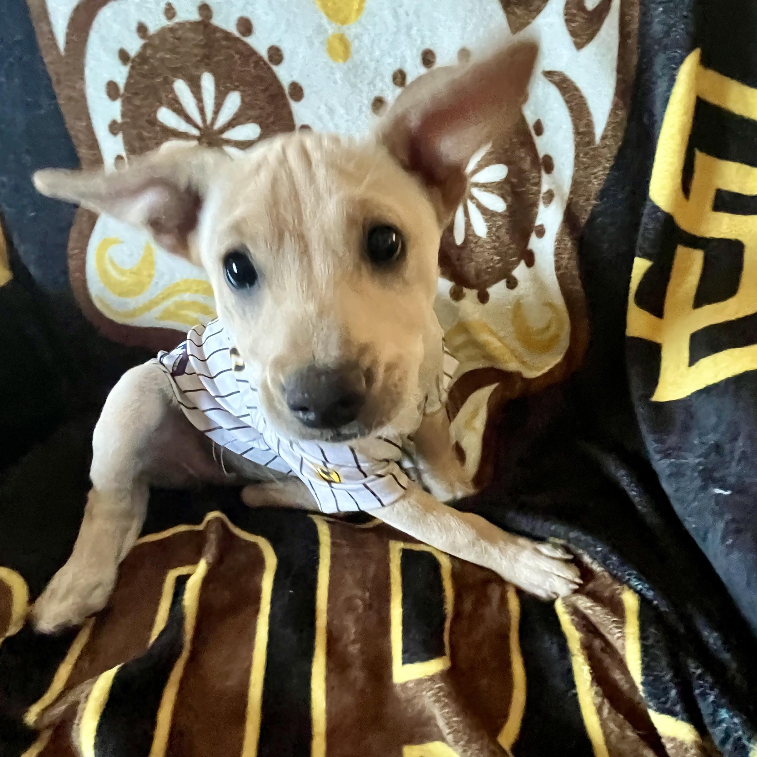 Kylie, Adoptable, Puppy Female Terrier & Dachshund.