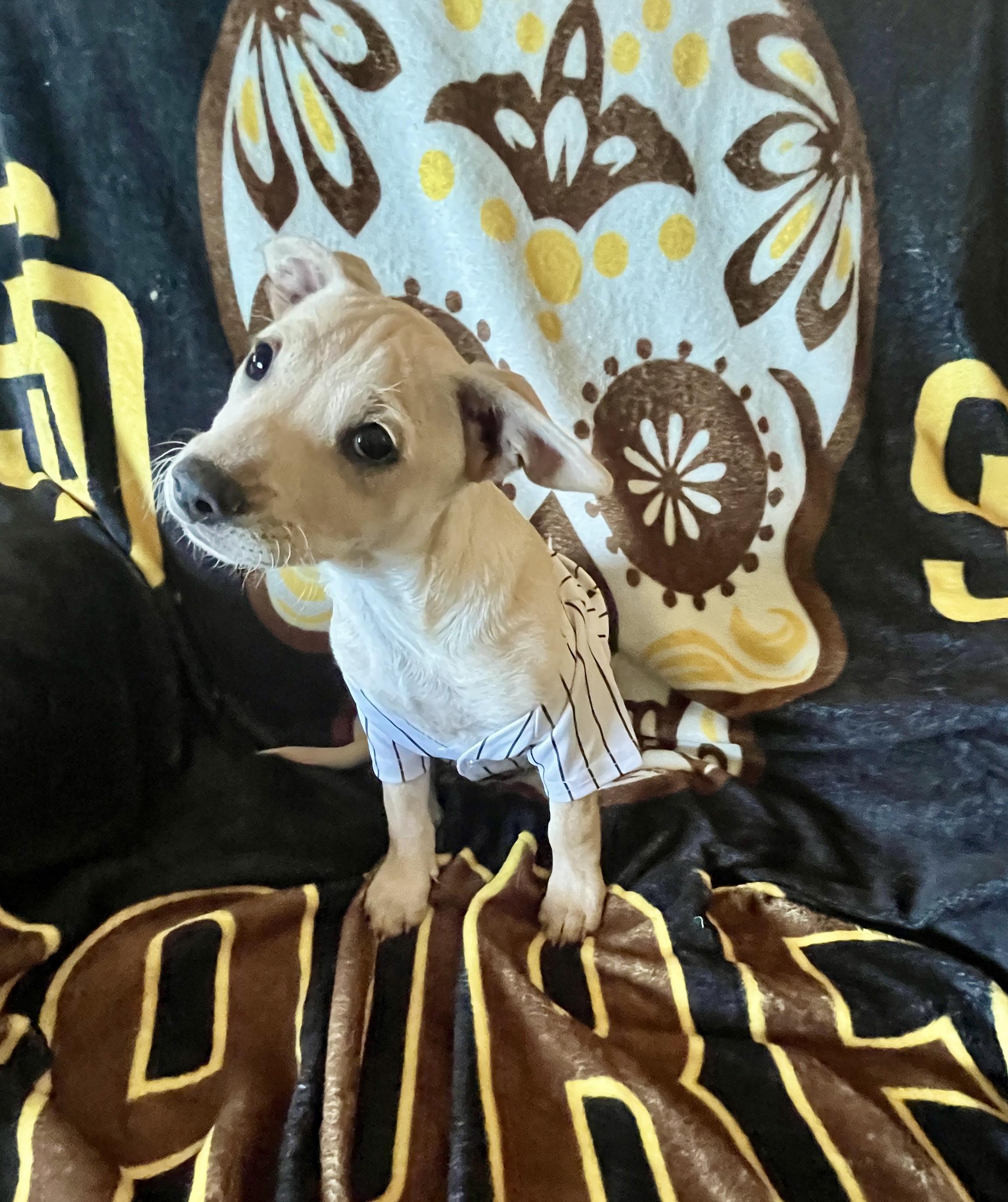 Enlarge Kylie, a Adoptable mixed breed in El Cajon, CA image 3/4