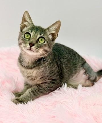 Enlarge Toesephine (three legs), a Adoptable Domestic Short Hair in Covington, LA image 5/6