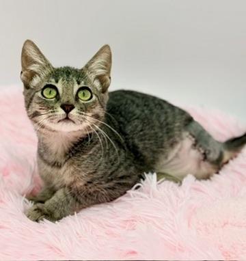 Toesephine (three legs), Adoptable, Kitten Female Domestic Short Hair.