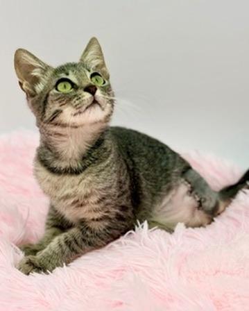 Enlarge Toesephine (three legs), a Adoptable Domestic Short Hair in Covington, LA image 6/6