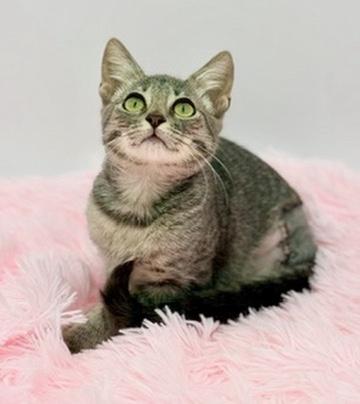 Enlarge Toesephine (three legs), a Adoptable Domestic Short Hair in Covington, LA image 3/6