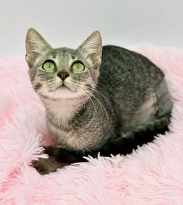 Enlarge Toesephine (three legs), a Adoptable Domestic Short Hair in Covington, LA image 4/6