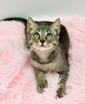 Enlarge Toesephine (three legs), a Adoptable Domestic Short Hair in Covington, LA image 2/6