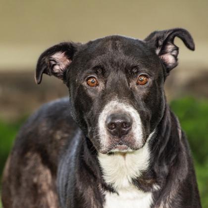 Homer, Adoptable, Adult Male Mixed Breed & Mixed Breed.