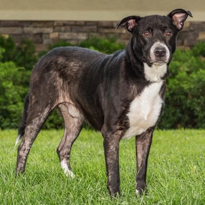 Homer, Adoptable, Adult Male Mixed Breed & Mixed Breed.
