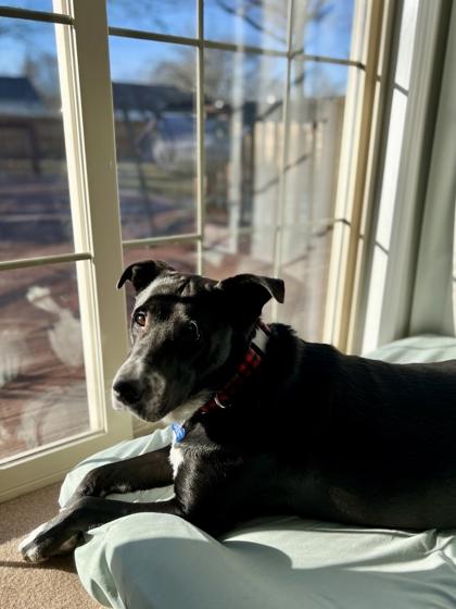 Homer, Adoptable, Adult Male Mixed Breed & Mixed Breed.