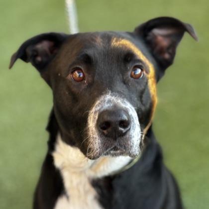 Homer, Adoptable, Adult Male Mixed Breed & Mixed Breed.