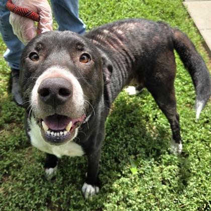 Enlarge Homer, a Adoptable mixed breed in Merriam, KS image 3/3