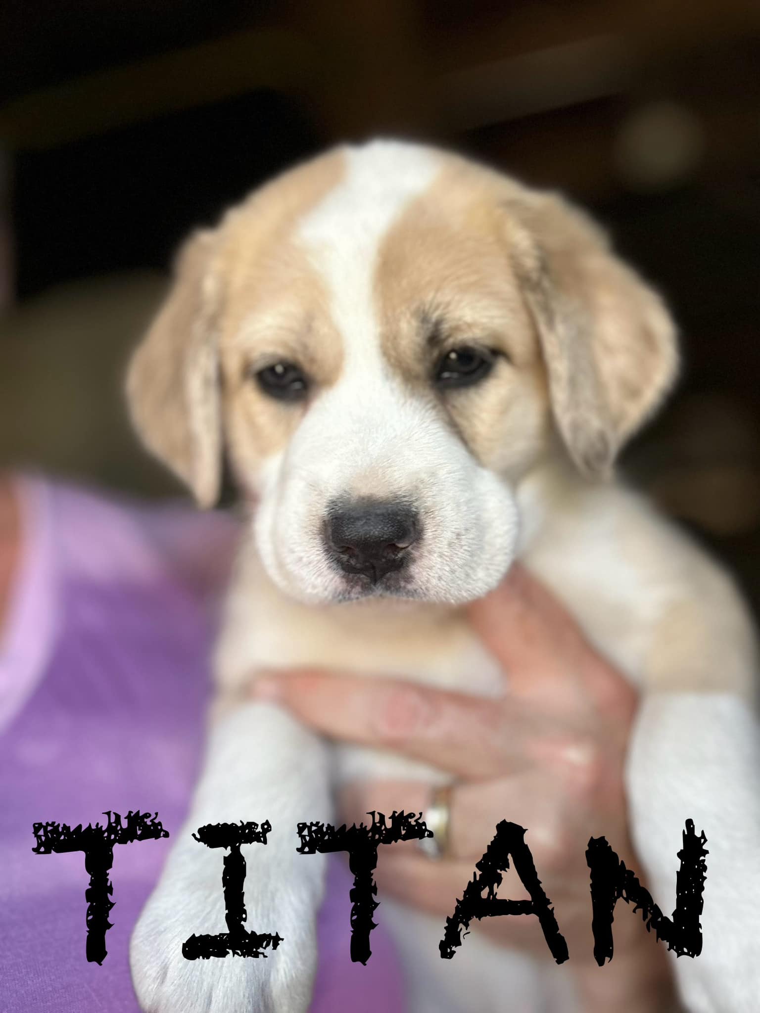 Dog for adoption Titan Hamilton, an Australian Shepherd & Parson Russell Terrier Mix in
