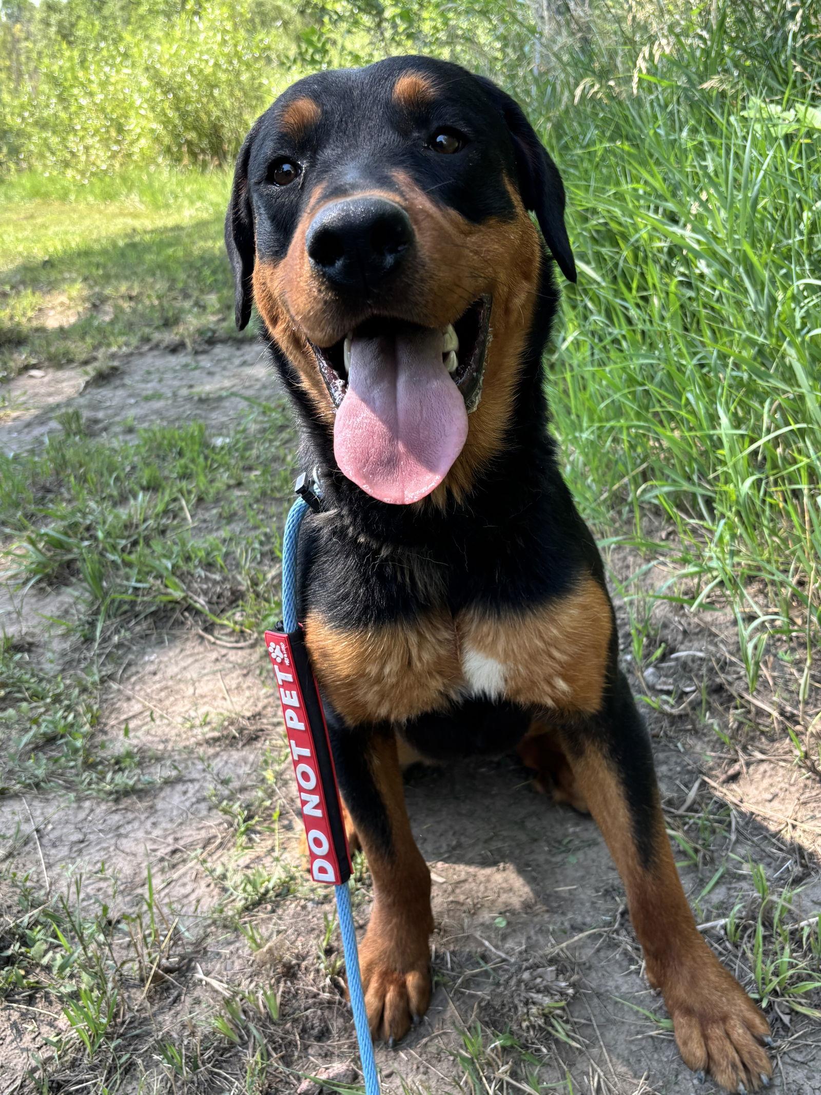 Enlarge Fiona, a Adopted Rottweiler in Las Vegas, NM image 1/3
