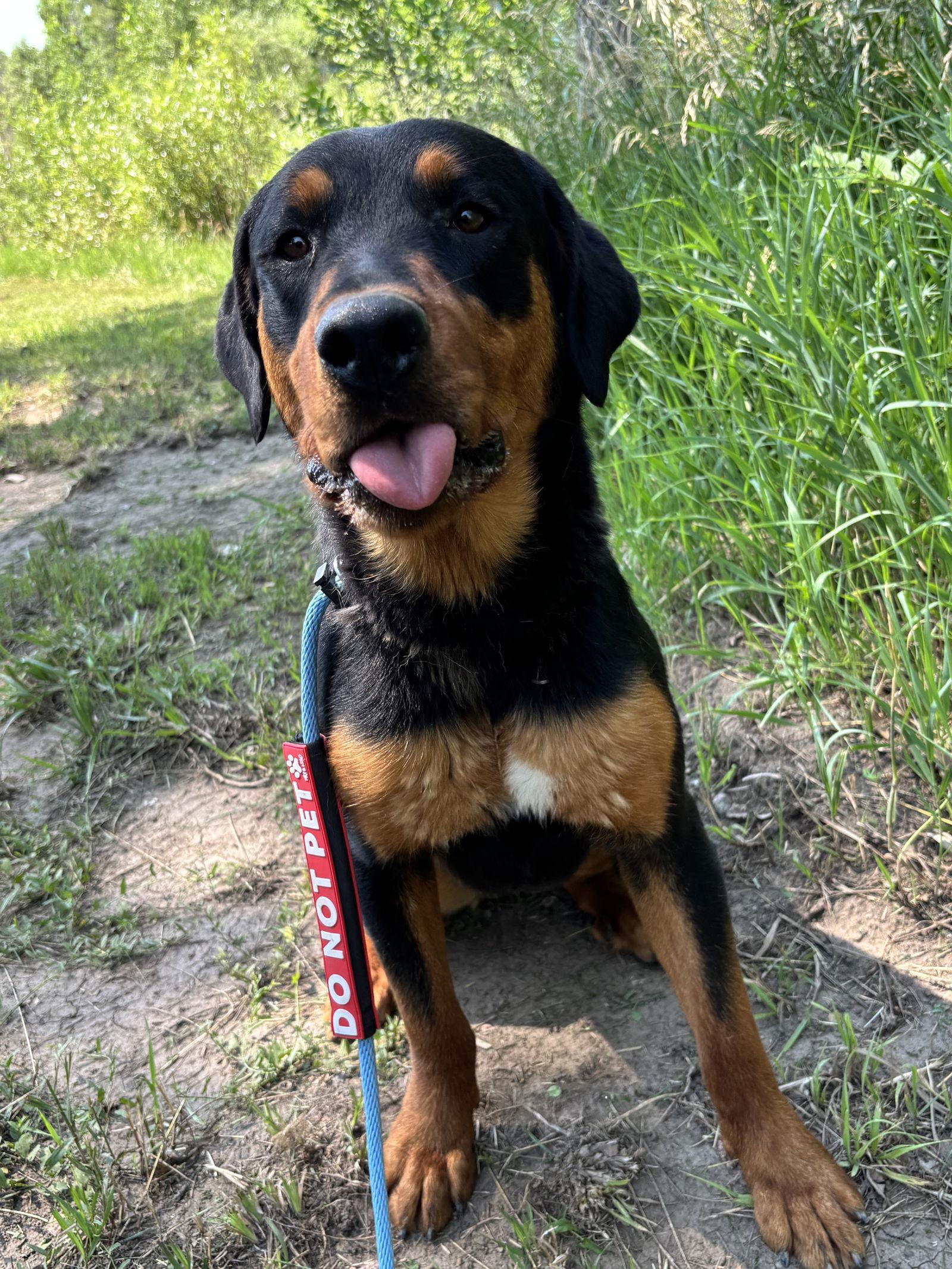 Enlarge Fiona, a Adopted Rottweiler in Las Vegas, NM image 2/3