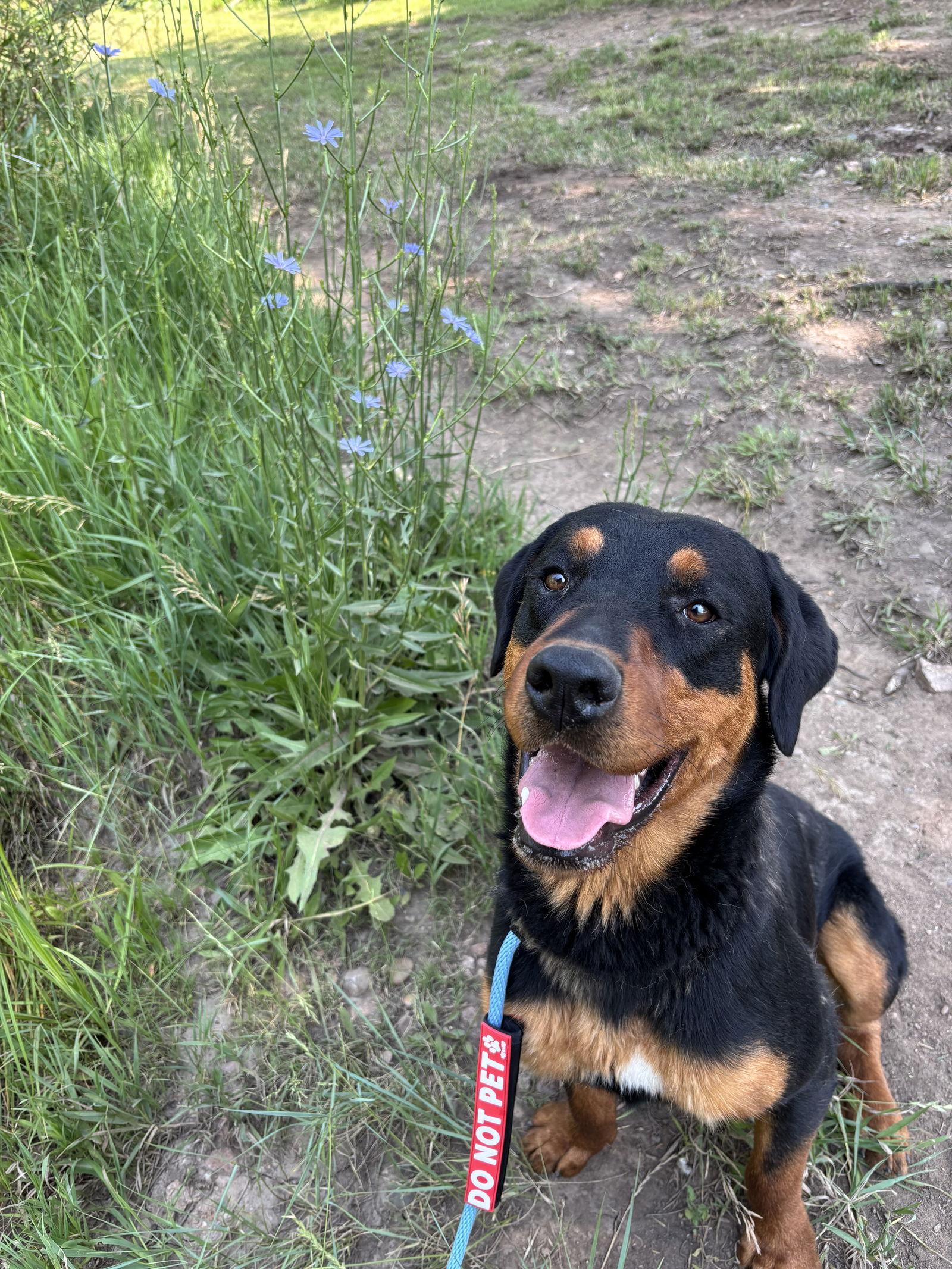 Enlarge Fiona, a Adopted Rottweiler in Las Vegas, NM image 3/3