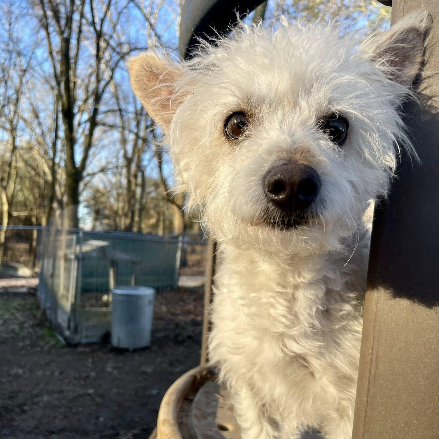 Enlarge Mickey, an adopted mixed breed in Hopkinton, MA image 3/6