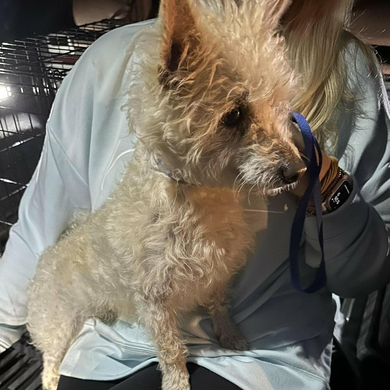 Enlarge Mickey, an adopted mixed breed in Hopkinton, MA image 5/6