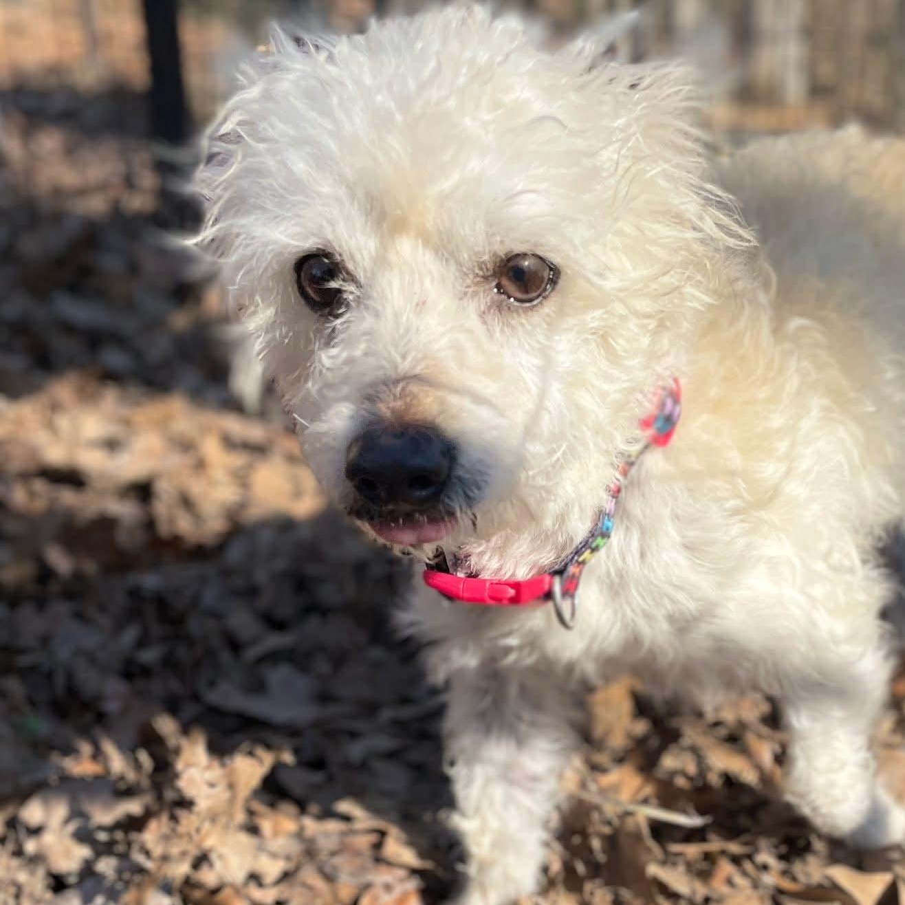 Enlarge Mickey, an adopted mixed breed in Hopkinton, MA image 4/6