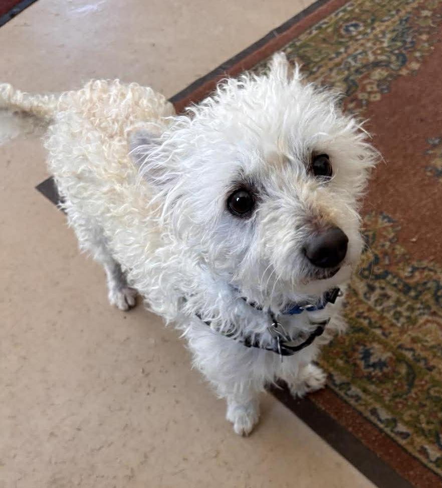 Enlarge Mickey, an adopted mixed breed in Hopkinton, MA image 2/6