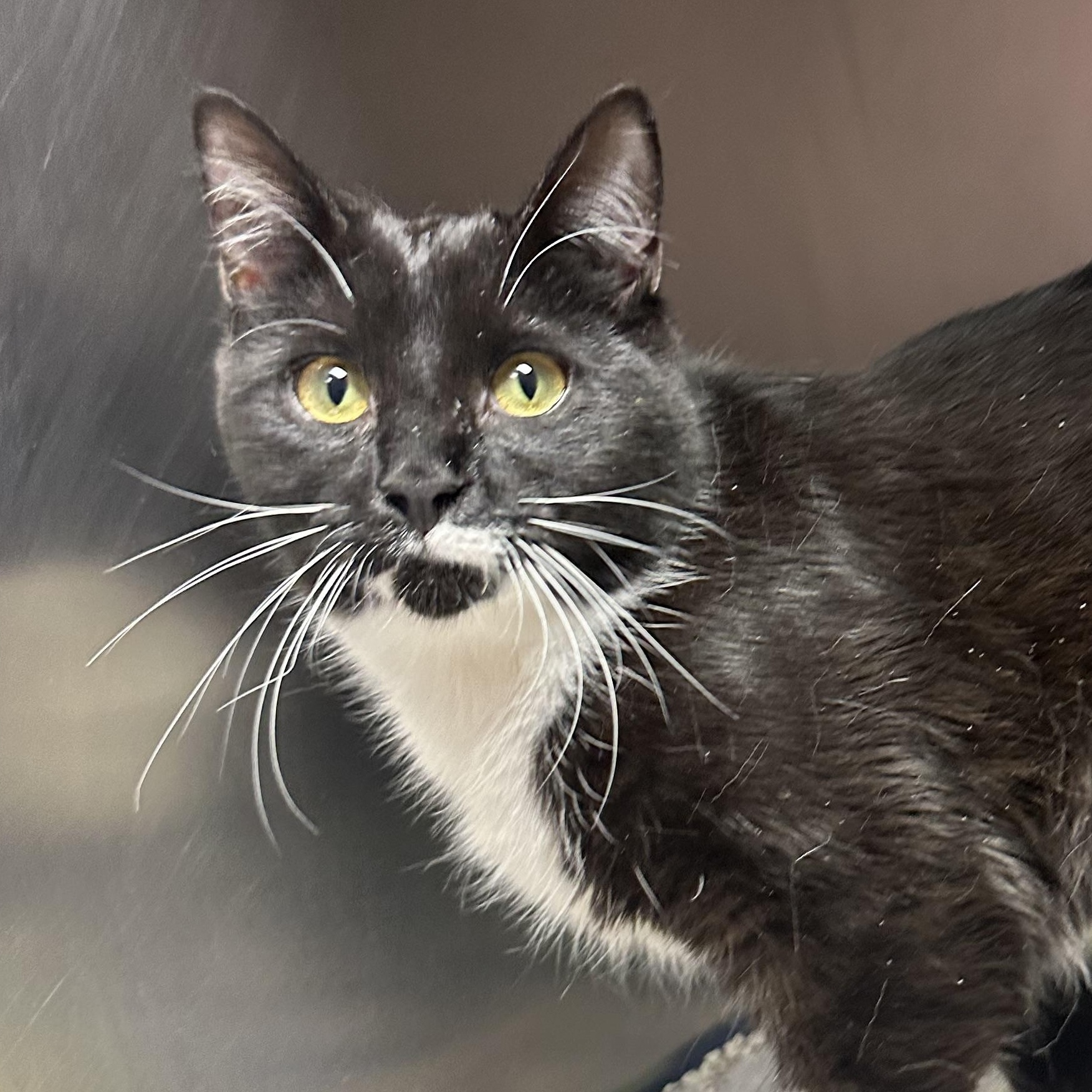 Sophie, adopted, Kitten Female Tuxedo.