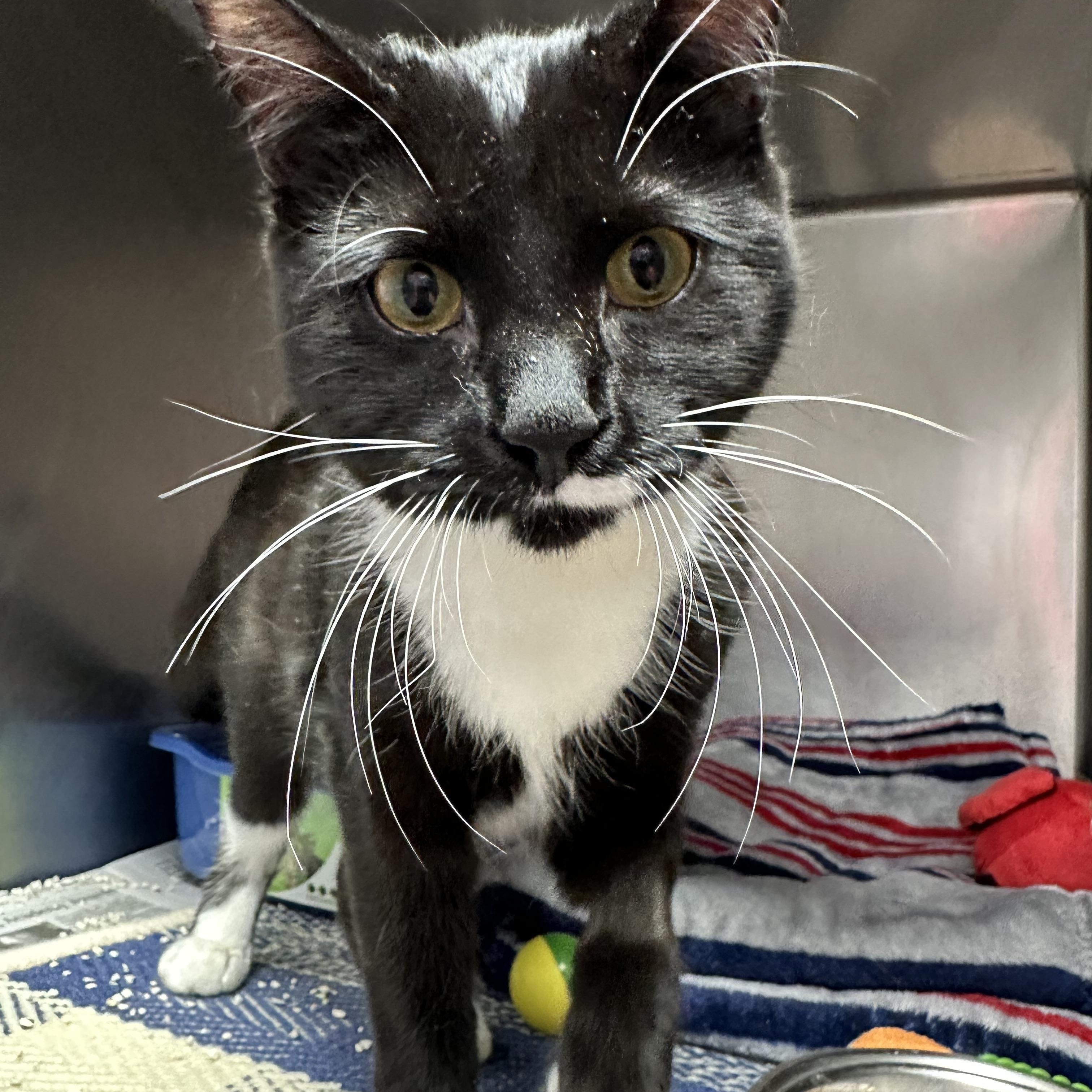 Enlarge Sophie, an adopted Tuxedo in Clifton, NJ image 2/3