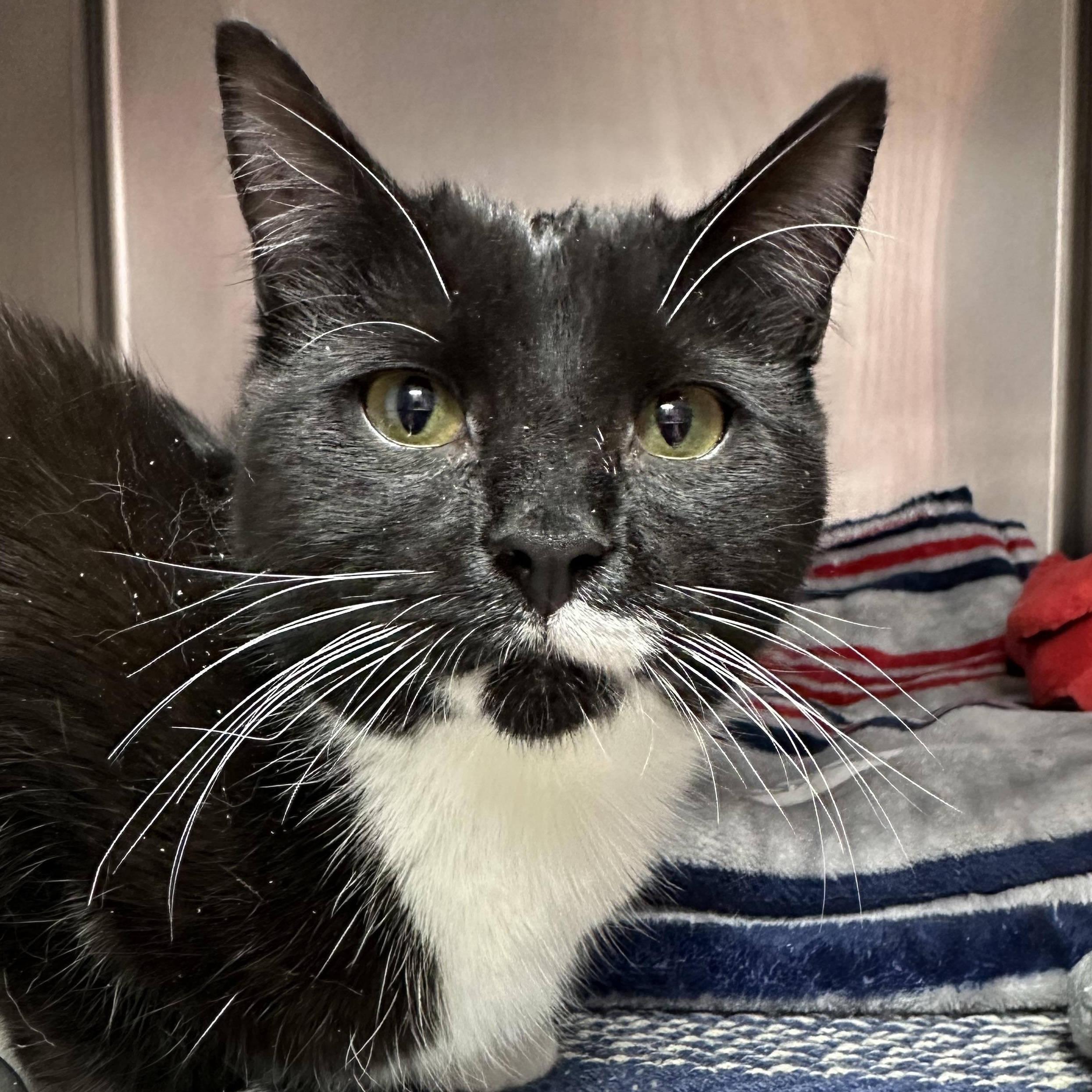 Enlarge Sophie, an adopted Tuxedo in Clifton, NJ image 3/3