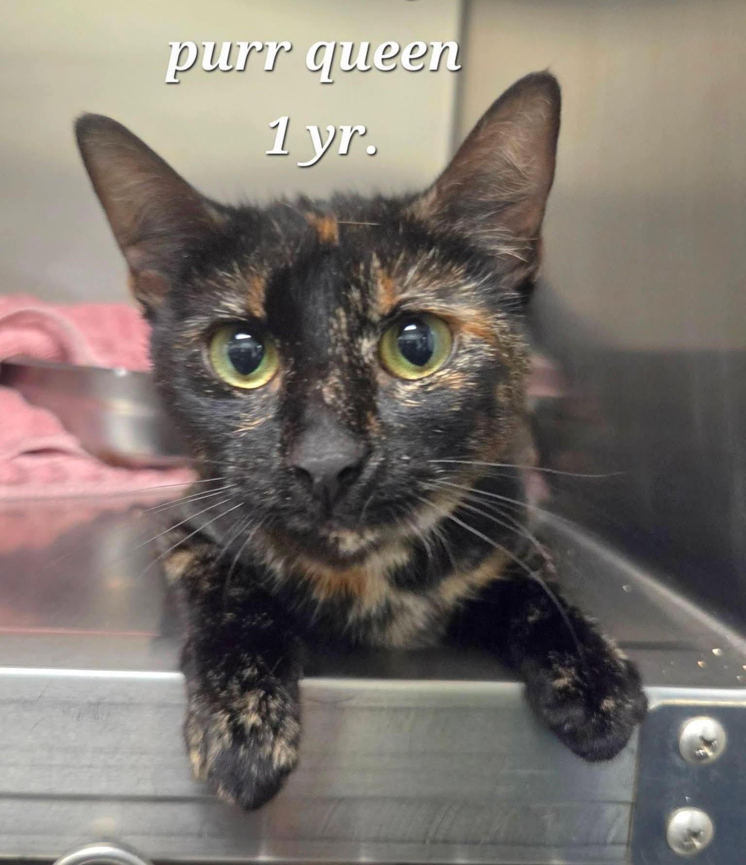 Enlarge Amnesty at PetSense Madiosn Hgts, a ADOPTABLE Domestic Short Hair in Amherst, VA image 1/1