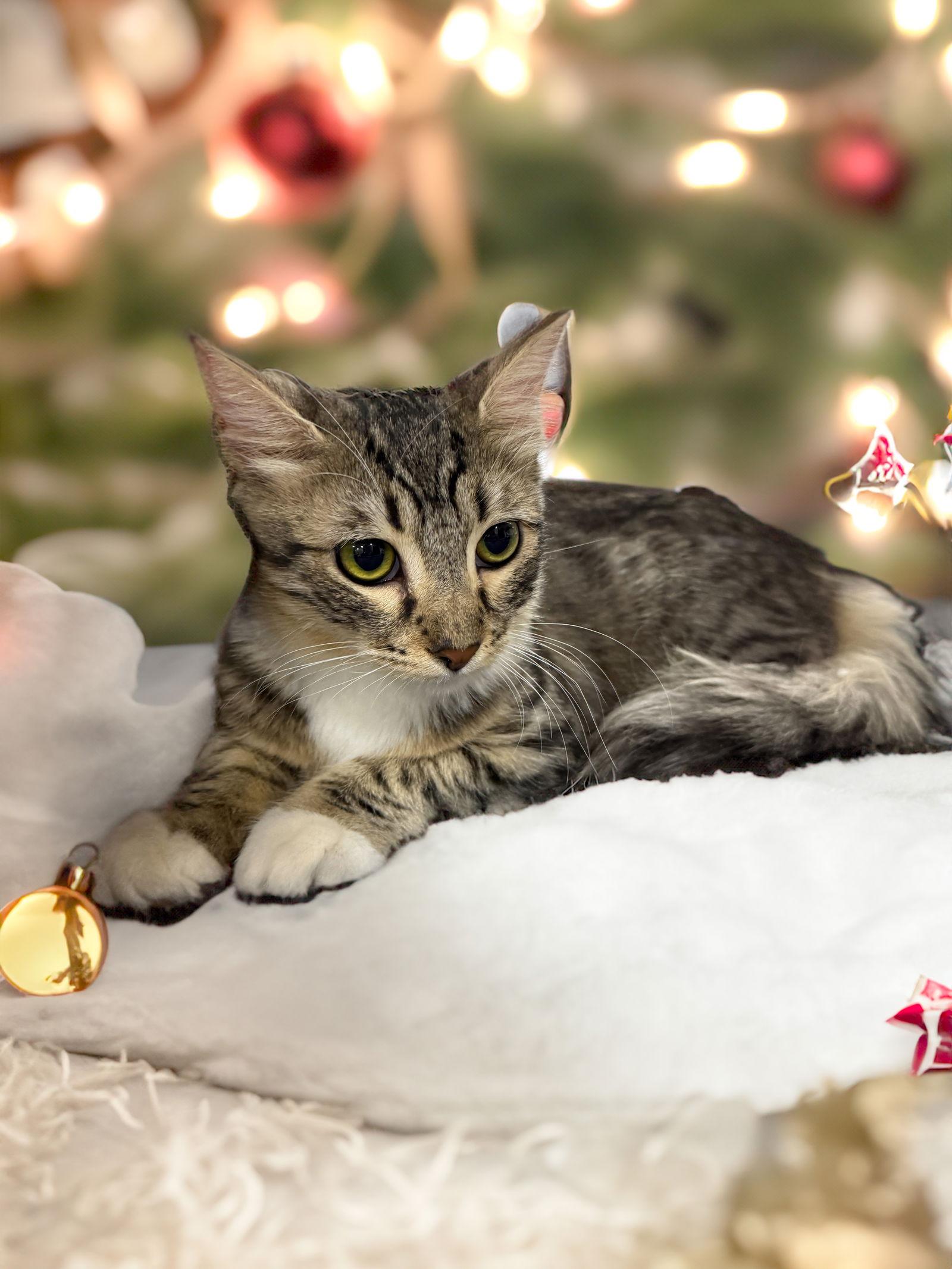 Enlarge Sterling, a Adoptable Domestic Medium Hair in Chandler, AZ image 1/2