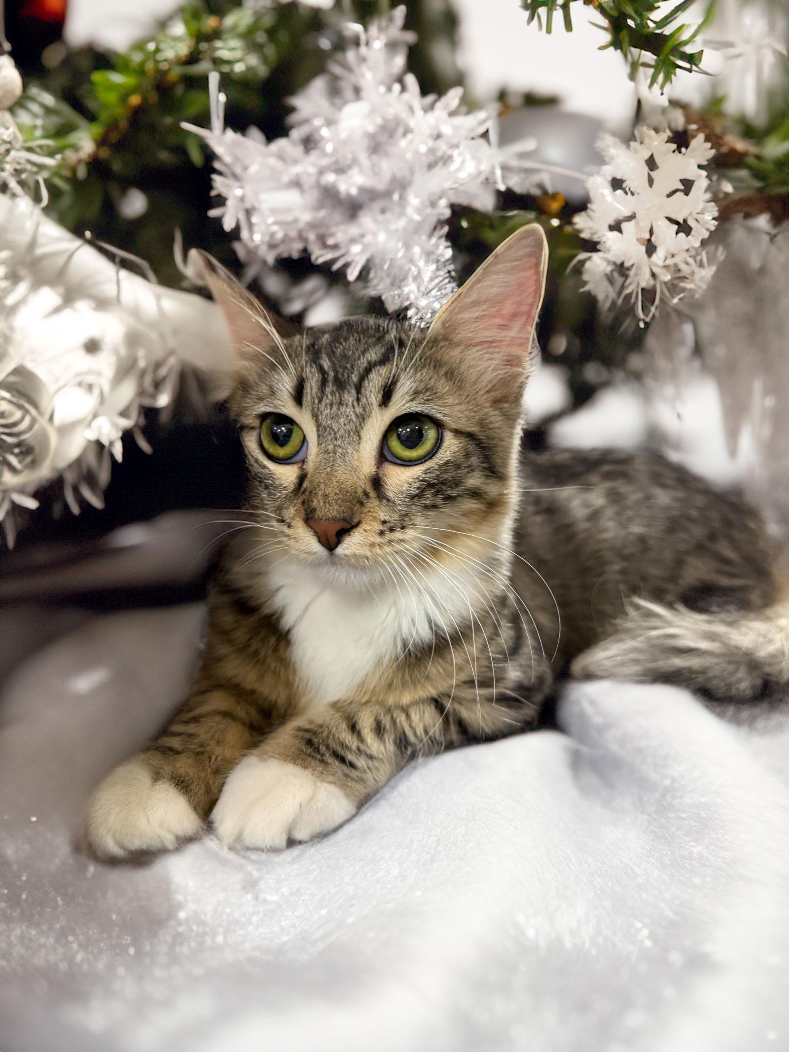 Enlarge Sterling, a Adoptable Domestic Medium Hair in Chandler, AZ image 2/2