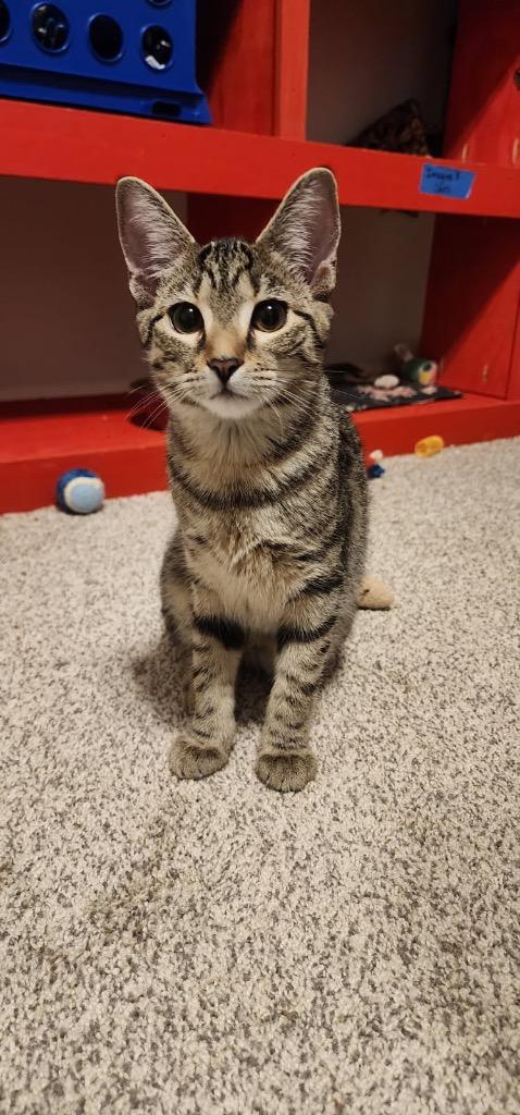 Chuckie, Adoptable, Young Female Domestic Short Hair.