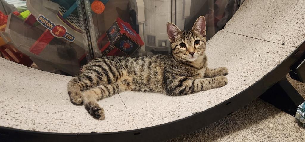 Chuckie, a Adoptable mixed breed in Evans, GA image 2/6