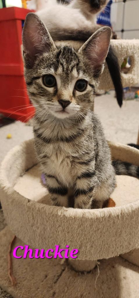 Chuckie, a Adoptable mixed breed in Evans, GA image 4/6