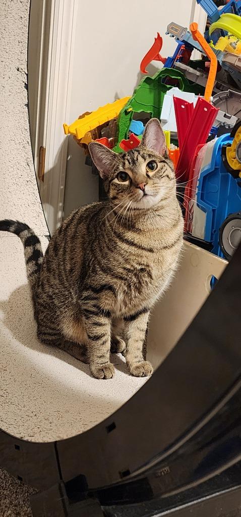 Enlarge Chuckie, a Adoptable mixed breed in Evans, GA image 3/6