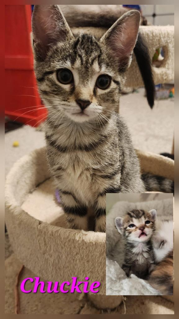 Chuckie, a Adoptable mixed breed in Evans, GA image 5/6