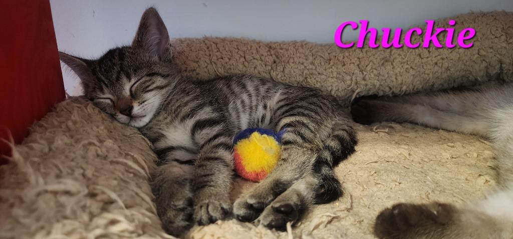 Chuckie, a Adoptable mixed breed in Evans, GA image 6/6