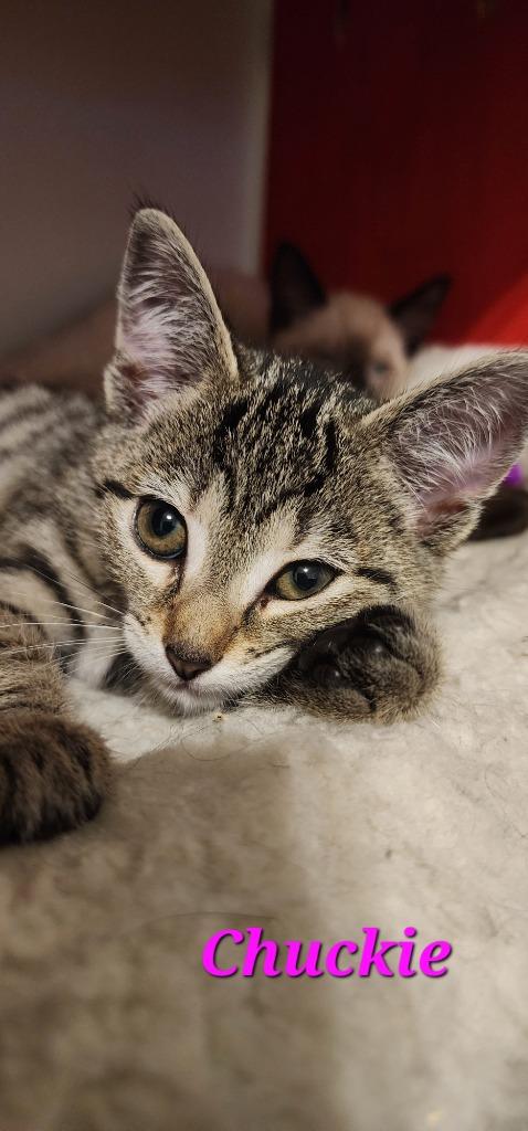 Enlarge Chuckie, a Adoptable mixed breed in Evans, GA image 5/6