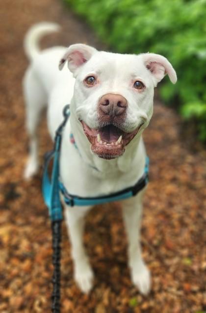 Putter, a Adoptable American Bulldog in Burlington, WI image 1/6