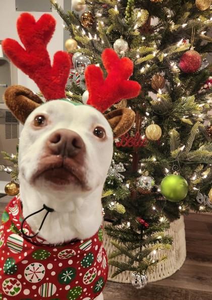 Enlarge Putter, a Adoptable American Bulldog in Burlington, WI image 1/6