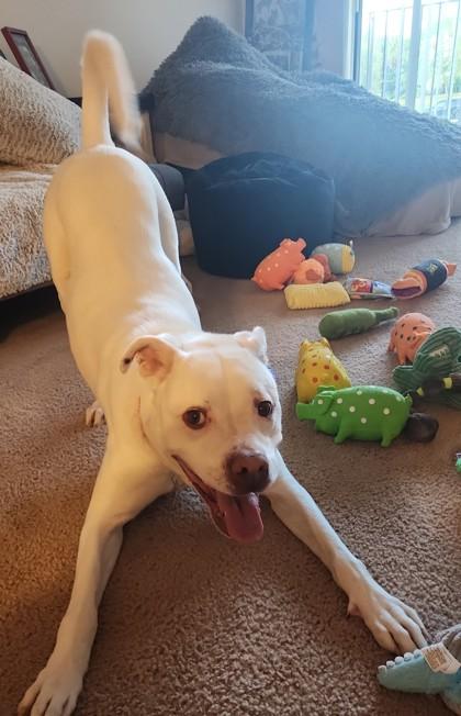 Putter, Adoptable, Senior Female American Bulldog.