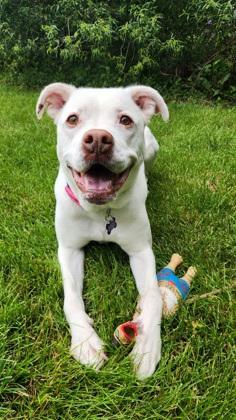 Enlarge Putter, a Adoptable American Bulldog in Burlington, WI image 2/3
