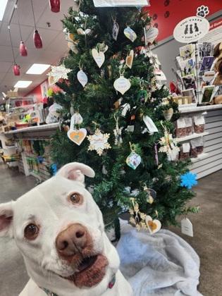 Enlarge Putter, a Adoptable American Bulldog in Burlington, WI image 2/6