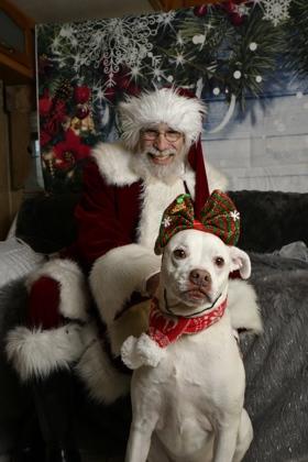 Enlarge Putter, a Adoptable American Bulldog in Burlington, WI image 3/6