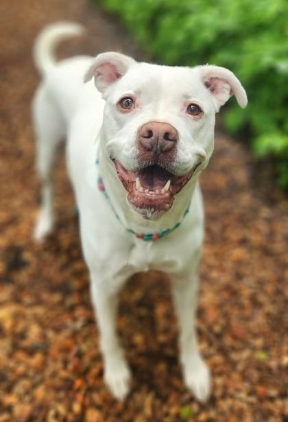 Enlarge Putter, a Adoptable American Bulldog in Burlington, WI image 3/3