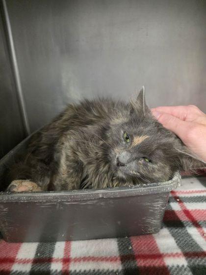 Eggroll, Adoptable, Adult Female Domestic Long Hair & Domestic Short Hair.