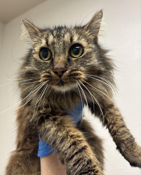Lili, a Adoptable mixed breed in Silverdale, WA image 2/2