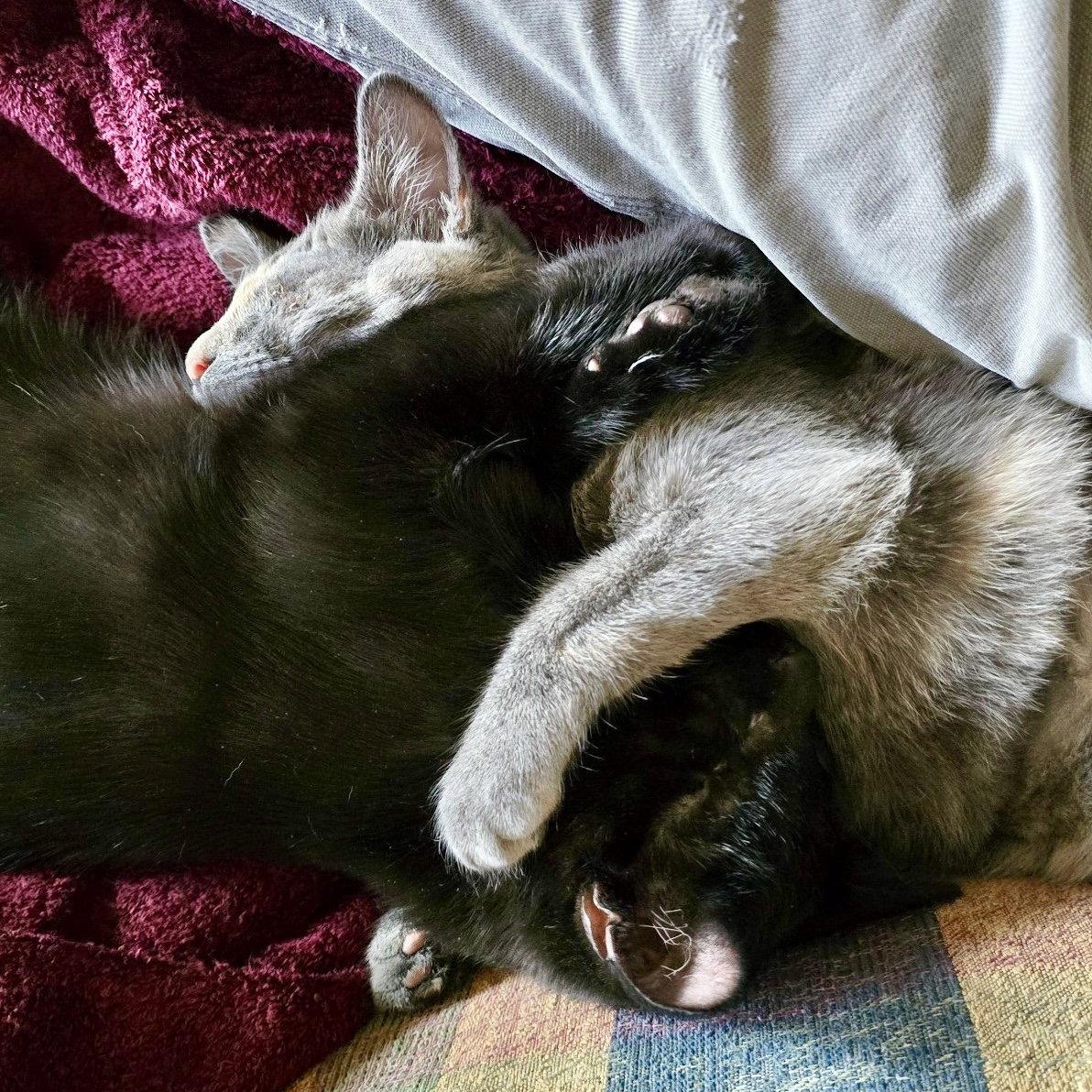 Bandit (Bonded with Aurora), a Adoptable Domestic Short Hair in Reston, VA image 2/3