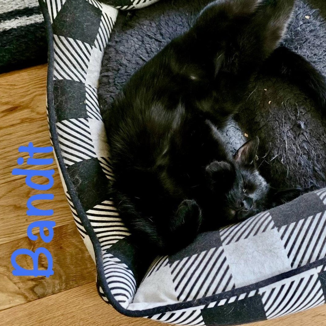 Bandit (Bonded with Aurora), a Adoptable Domestic Short Hair in Reston, VA image 3/3