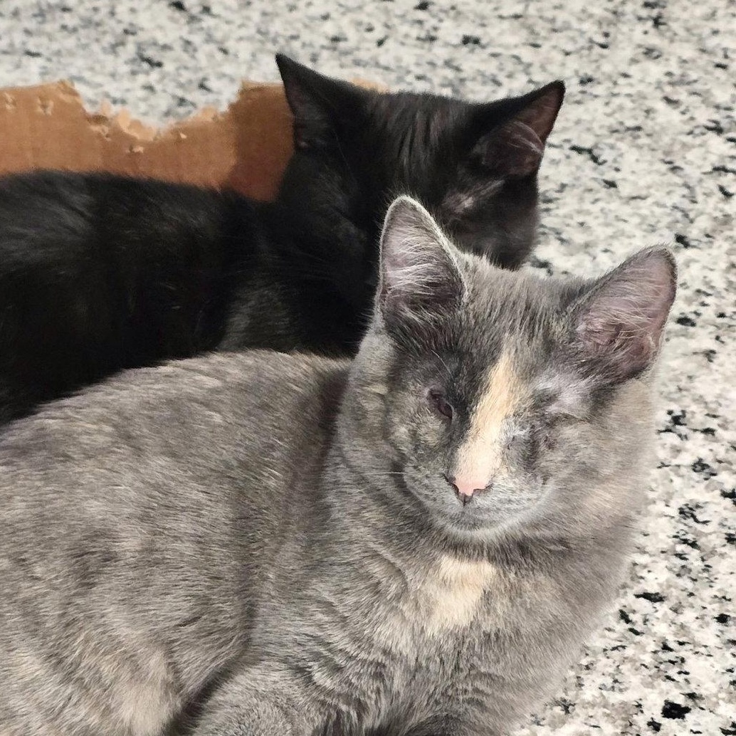 Bandit (Bonded with Aurora), a Adoptable Domestic Short Hair in Reston, VA image 1/3